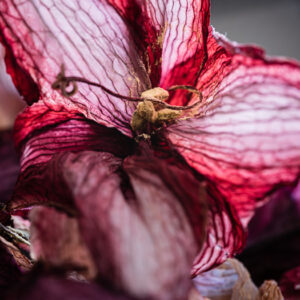 Amaryllis 5